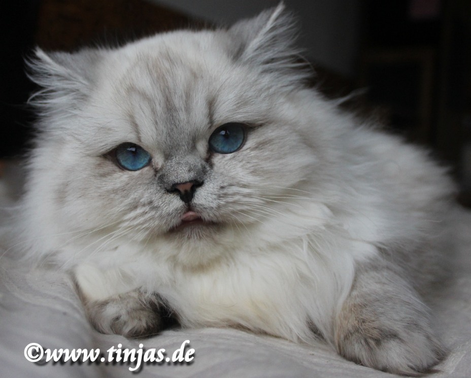 Britisch Langhaar silver tabby point